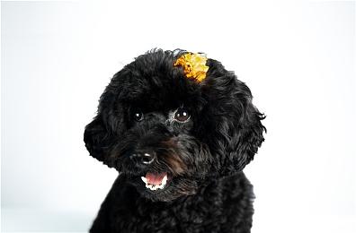 《上古卷轴5：重制版》新MOD加入高品质体积雾